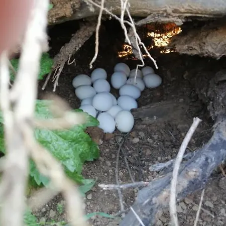 Casa Serradei * Torchiarolo