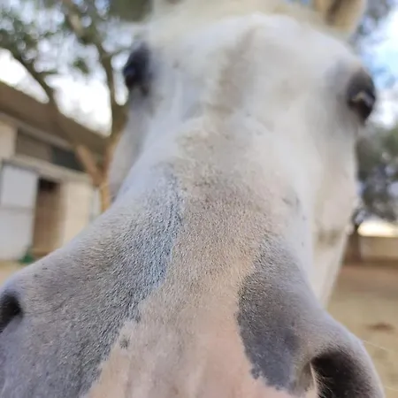 Casa Serradei Torchiarolo
