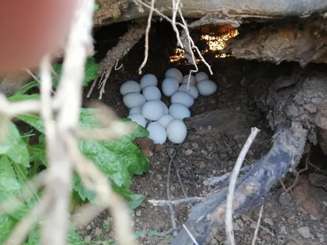 Casa Serradei * Torchiarolo